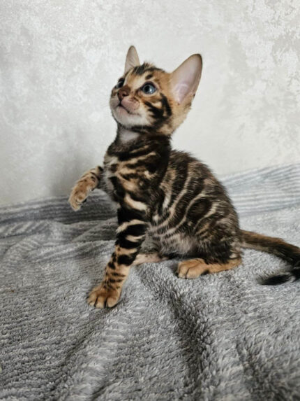 Teddy Purebred Bengal Male Kitten