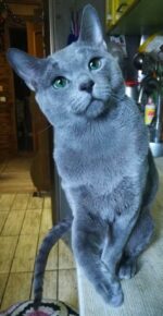 Teo-Leo Russian Blue Male Kitten