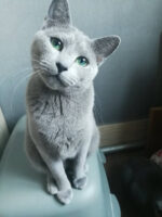 Teo-Leo Russian Blue Male Kitten