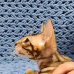 Jack Purebred Male Bengal