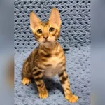 Jack Purebred Male Bengal