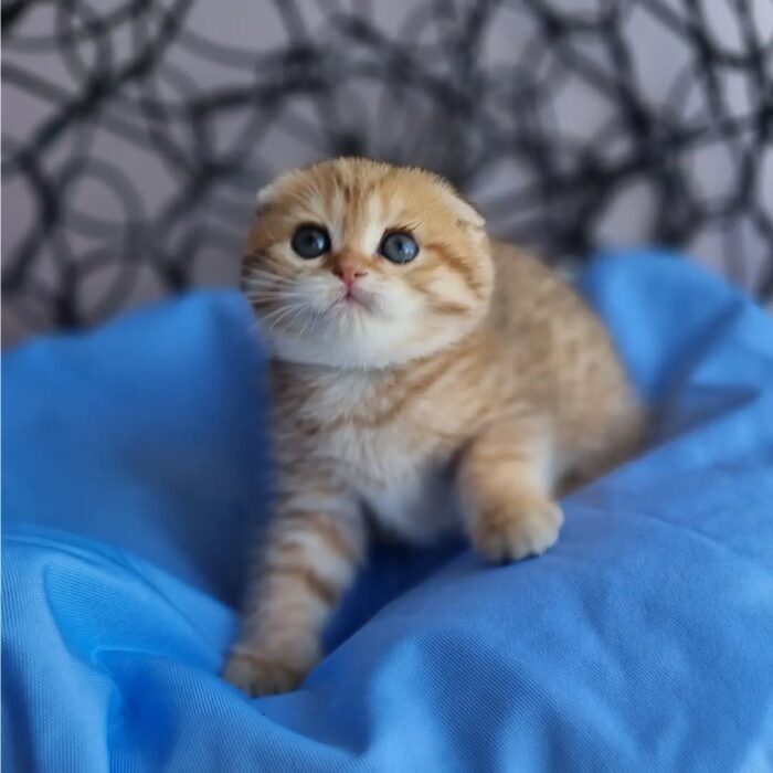 Ivy Scottish Fold Kitten