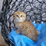 Ivy Scottish Fold Kitten