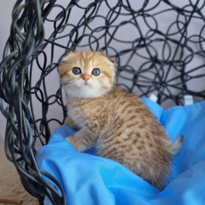 Ivy Scottish Fold Kitten