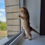 Ivy Scottish Fold Kitten