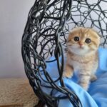 Ivy Scottish Fold Kitten