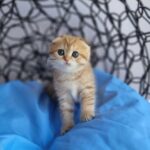 Ivy Scottish Fold Kitten