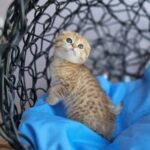 Ivy Scottish Fold Kitten