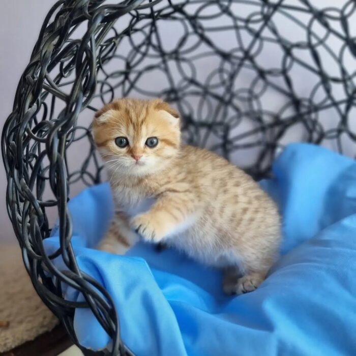Ivy Scottish Fold Kitten
