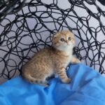 Ivy Scottish Fold Kitten