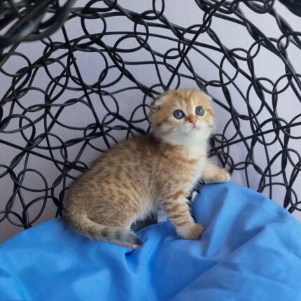 Ivy Scottish Fold Kitten