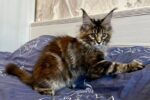 Lola Female Maine Coon Kitten