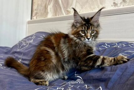 Lola Female Maine Coon Kitten