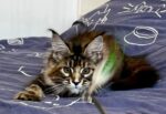 Maple Maine Coon Female Kitten