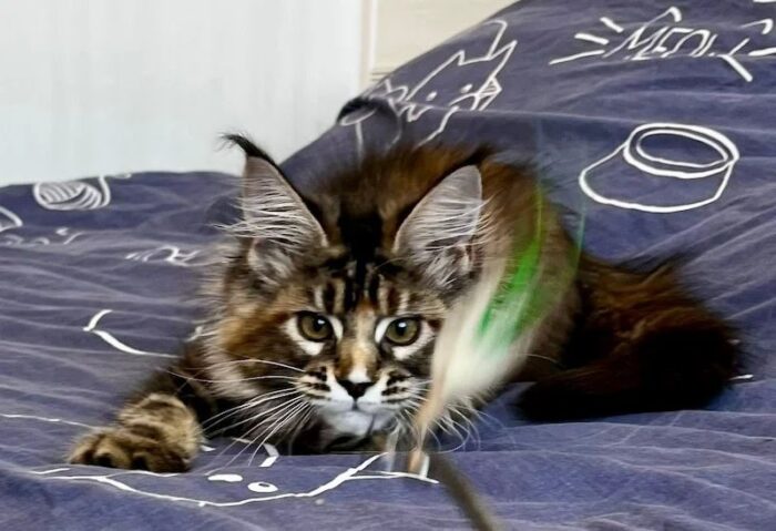 Maple Maine Coon Female Kitten