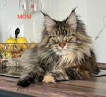Maple Maine Coon Female Kitten