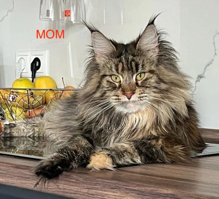 Maple Maine Coon Female Kitten