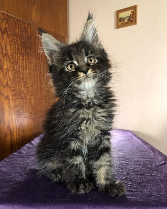 Maple Maine Coon Female Kitten