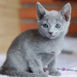 Naomi Purebred Russian Blue Female Kitten