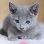 Naomi Purebred Russian Blue Female Kitten