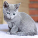 Naomi Purebred Russian Blue Female Kitten