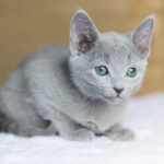 Naomi Purebred Russian Blue Female Kitten