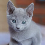 Naomi Purebred Russian Blue Female Kitten