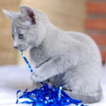 Naomi Purebred Russian Blue Female Kitten