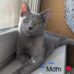 Naomi Purebred Russian Blue Female Kitten