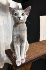 Neo Russian Blue Male Kitten