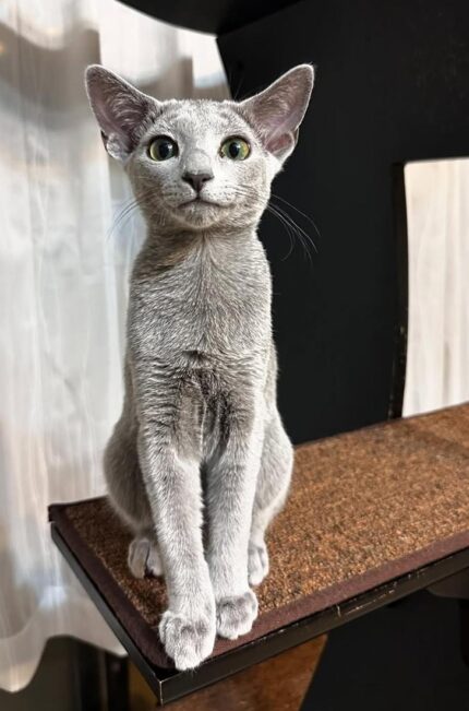 Neo Russian Blue Male Kitten