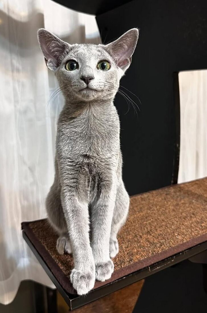 Neo Russian Blue Male Kitten 1 Neo Russian Blue Male Kitten