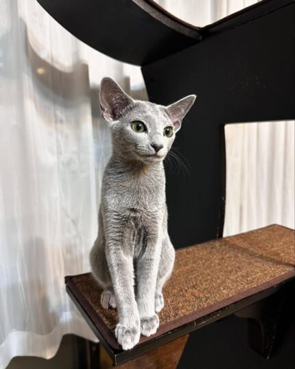 Neo Russian Blue Male Kitten