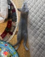 Neo Russian Blue Male Kitten