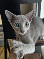 Neo Russian Blue Male Kitten