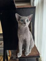 Neo Russian Blue Male Kitten