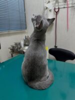 Neo Russian Blue Male Kitten