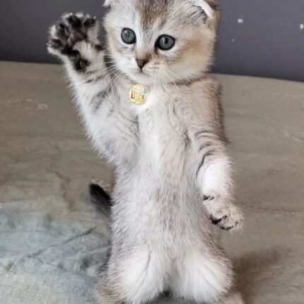 Poki Scottish Fold kitten
