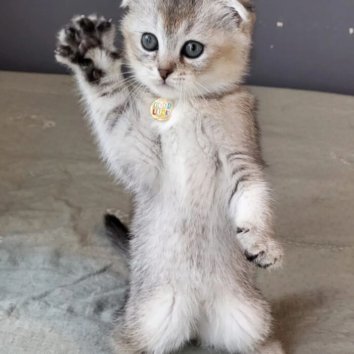 Poki Scottish Fold kitten