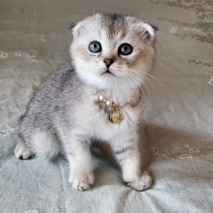 Poki Scottish Fold kitten