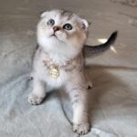 Poki Scottish Fold kitten
