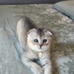 Poki Scottish Fold kitten