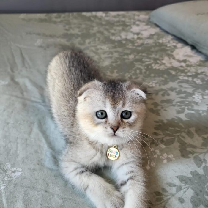 Poki Scottish Fold kitten