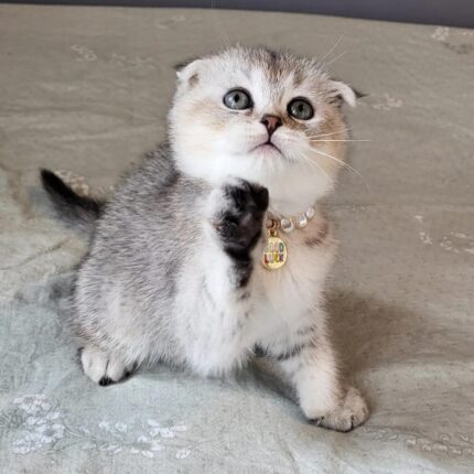 Poki Scottish Fold kitten