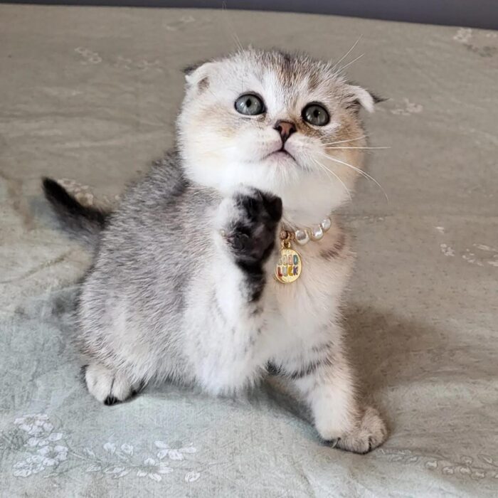 Poki Scottish Fold kitten