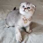 Poki Scottish Fold kitten