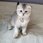 Poki Scottish Fold kitten
