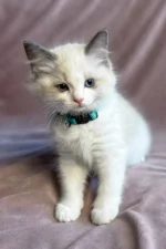 Sophie Ragdoll Female Kitten