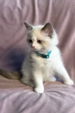 Sophie Ragdoll Female Kitten