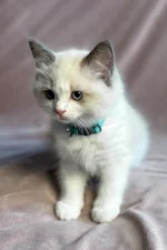 Sophie Ragdoll Female Kitten